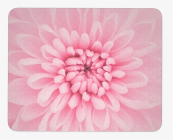 Chrysanthemum Flower Mouse Pad - Aesthetic Background, HD Png Download, Transparent PNG