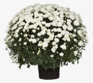 Indian Chrysanthemum - Bouquet, HD Png Download, Transparent PNG