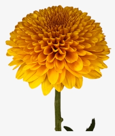 Transparent Green Chrysanthemum Png, Png Download, Transparent PNG