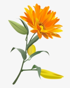 Free Png Download Orange Flower Png Images Background - Orange Flower Png, Transparent Png, Transparent PNG