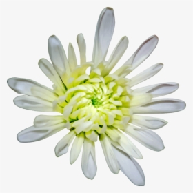 Chrysanths,plant,flower - Heath Aster, HD Png Download, Transparent PNG