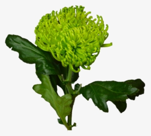Green Chrysanthemum Flower Shop Studio Flores - Хризантема Зелёная Png, Transparent Png, Transparent PNG