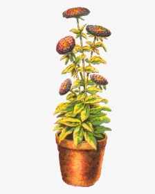 Flower Chrysanthemum Download Clip Art - Flower Pot Drawing, HD Png Download, Transparent PNG