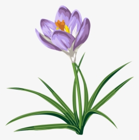 Crocus Flower Tattoo - Crocus Clip Art, HD Png Download, Transparent PNG