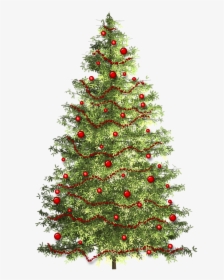 Christmas Christmas Tree Christmas Time Free Photo - Christmas Tree, HD Png Download, Transparent PNG