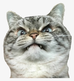 #cat #angrycat #angry - Angry Cat Merlin Meme, HD Png Download, Transparent PNG