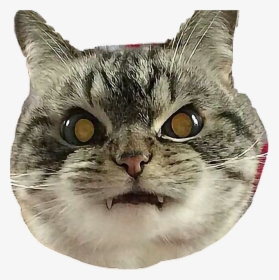 #cat #angry #vampire #catselfie #freetoedit - Angry Cat Face Png, Transparent Png, Transparent PNG
