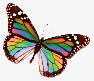 Rainbow Butterfly Clipart Small - Real Rainbow Butterfly Png, Transparent Png, Transparent PNG