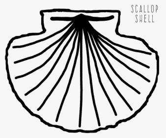Scallop Shell Coloring Page, HD Png Download, Transparent PNG