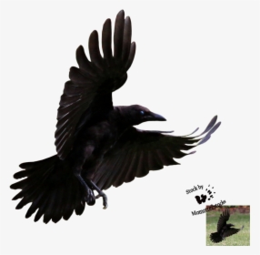 Transparent Background Flying Crow Png, Png Download, Transparent PNG