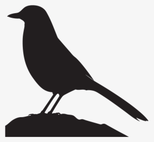 Grey Jay Silhouette, HD Png Download, Transparent PNG