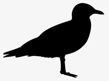 Black Bird Png, Transparent Png, Transparent PNG