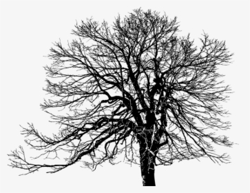 Tree, Ecological, Green, Plant, Silhouette, Weathered - Public Domain Tree Silhouette, HD Png Download, Transparent PNG
