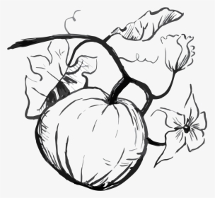 Drawn Pumpkin Thanksgiving Pumpkin - Transparent Pumpkin Line Drawing, HD Png Download, Transparent PNG