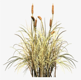 Transparent Cattail Png - Cat Tail Plant Png, Png Download, Transparent PNG