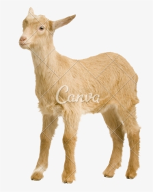 Baby Goats Pictures - Goat, HD Png Download, Transparent PNG