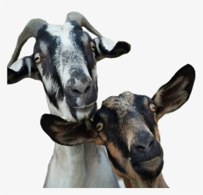 Transparent Goat Head Png - Goat Farm Png, Png Download, Transparent PNG