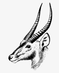 Goat Animal,snout,goat Antelope,line Art,coloring Book,thomson - Springbok Bull Black And White, HD Png Download, Transparent PNG