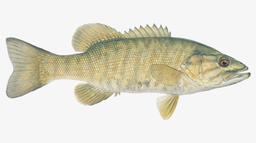 Small Mouth Bass Fish, HD Png Download, Transparent PNG