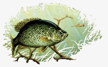 Black Crappie Drawing Painting Largemouth Bass Art - Crappie Drawing, HD Png Download, Transparent PNG