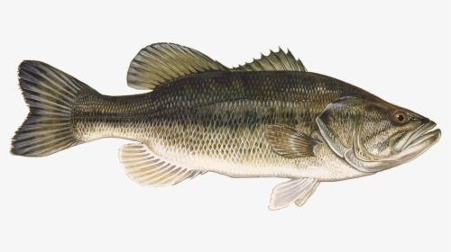 Large Mouth Bass, HD Png Download, Transparent PNG