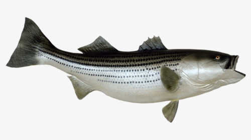 Mounted Striped Bass Clip Art - Royalty Free Striped Bass Art, HD Png Download, Transparent PNG