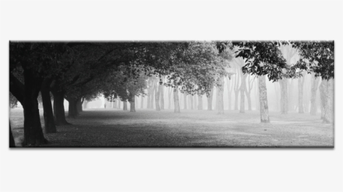 Morning Fog - Monochrome, HD Png Download, Transparent PNG