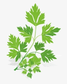 Spice Euclidean Vector Herb - Herbs And Spices Vector Png, Transparent Png, Transparent PNG