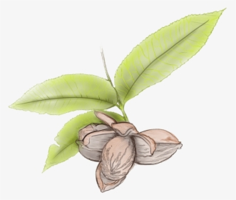 Pecan Leaves Illustration Illustration- - Pecan Tree Leaf Transparent, HD Png Download, Transparent PNG