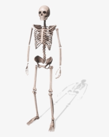 Skeleton, HD Png Download, Transparent PNG