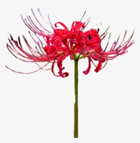 #lycoris #red #flower #chimhoped #sticker - Guernsey Lily, HD Png Download, Transparent PNG