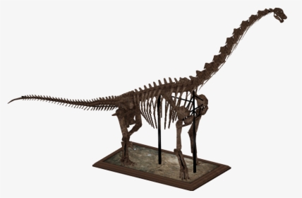 Zt2 Dinosaur Skeletons , Png Download - Brachiosaurus Skeleton Png, Transparent Png, Transparent PNG