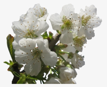 White Blossoms Png, Transparent Png, Transparent PNG