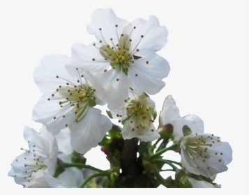 Cherry Blossom White Transparent, HD Png Download, Transparent PNG