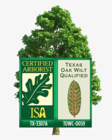 Certified Arborist Logo - Animated Transparent Background Tree Gif, HD Png Download, Transparent PNG