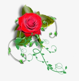 #mq #red #rose #vines - Garden Roses, HD Png Download, Transparent PNG