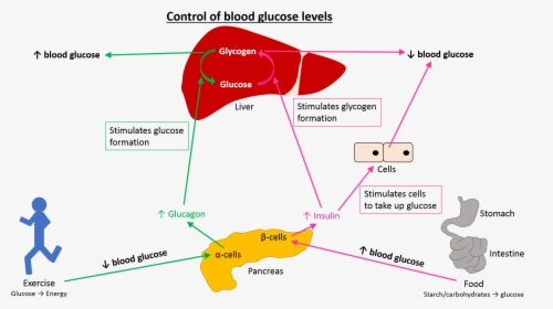 Prime Global Medical Communications - Stress And Blood Glucose Levels, HD Png Download, Transparent PNG