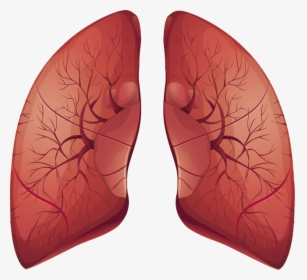 Lungs Png - Earrings, Transparent Png, Transparent PNG