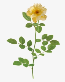 Rose Lemon Drift® - Rose, HD Png Download, Transparent PNG
