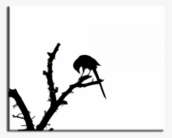 Desktop Wallpaper Image Quran Silhouette - Mockingbird, HD Png Download, Transparent PNG