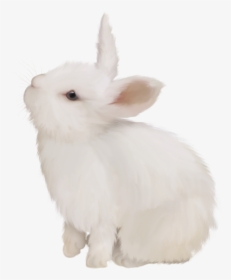 Domestic Rabbit White Rabbit Easter Bunny European - Domestic Rabbit, HD Png Download, Transparent PNG