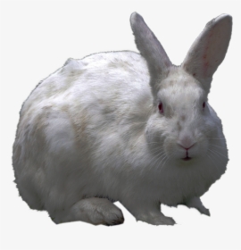 Free Icons Png - Rabbit Hd Transparent Background, Png Download, Transparent PNG