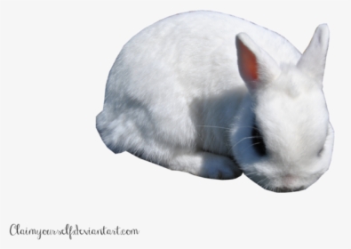White Rabbit Png Clipart - Portable Network Graphics, Transparent Png, Transparent PNG