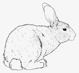 Transparent White Rabbit Png - Domestic Rabbit, Png Download, Transparent PNG