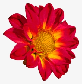 Red Colour Flower Png, Transparent Png, Transparent PNG