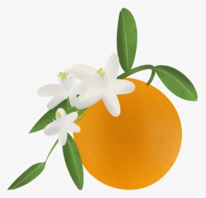 Florida Clipart Orange Blossom - Transparent Orange Blossom Clip Art, HD Png Download, Transparent PNG
