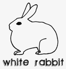 Gift Card - Domestic Rabbit, HD Png Download, Transparent PNG