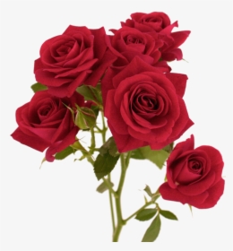 Red Flower Color - Background Colour For Rose, HD Png Download, Transparent PNG
