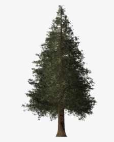 Redwood Tree Png, Transparent Png, Transparent PNG