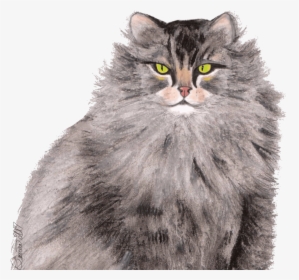 Greymainecoon Catsitting 8 Png, Transparent Png, Transparent PNG